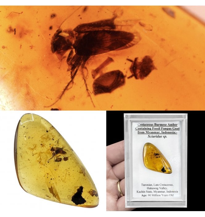 Insects in Amber | Fossils UK