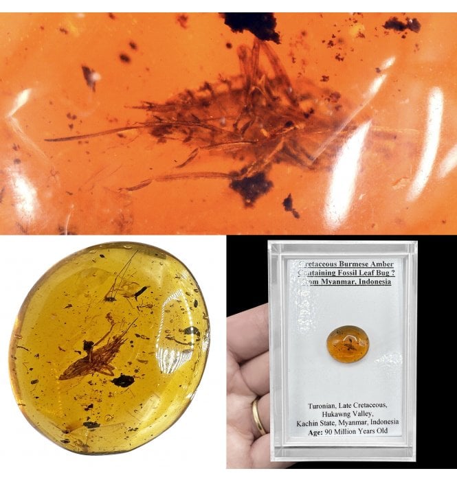 Insects in Amber | Fossils UK