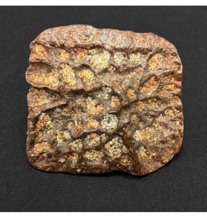 Cretaceous Crocodile Dermal Scute from Kem Kem, Morocco (SKU V9299):- Elosuchus cherifiensis