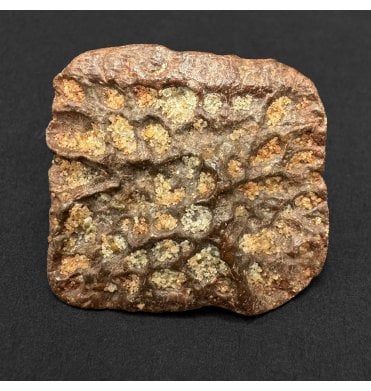 Cretaceous Crocodile Dermal Scute from Kem Kem, Morocco (SKU V9299):- Elosuchus cherifiensis
