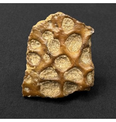 Cretaceous Crocodile Dermal Scute from Kem Kem, Morocco (SKU V9300):- Elosuchus cherifiensis