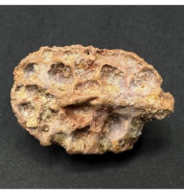 Cretaceous Crocodile Dermal Scute from Kem Kem, Morocco (SKU V9336):- Elosuchus cherifiensis