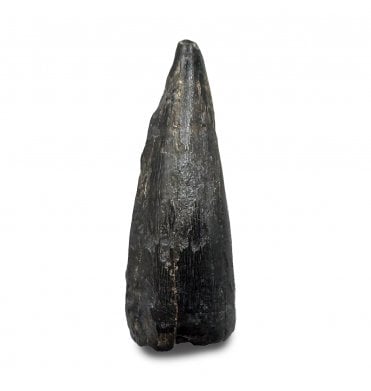 Cretaceous Crocodile Tooth from Judith River Formation, USA (SKU V9197):- Leidyosuchus Canadensis
