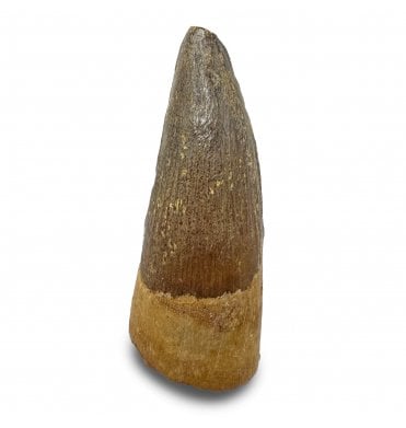 Cretaceous Crocodile Tooth from Kem Kem, Morocco (SKU V8906):- Elosuchus chieferensis
