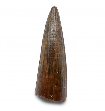 Cretaceous Crocodile Tooth from Kem Kem, Morocco (SKU V8908):- Elosuchus chieferensis