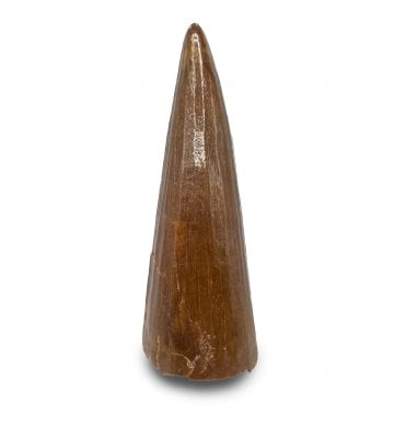 Cretaceous Crocodile Tooth from Kem Kem, Morocco (SKU V8909):- Elosuchus chieferensis