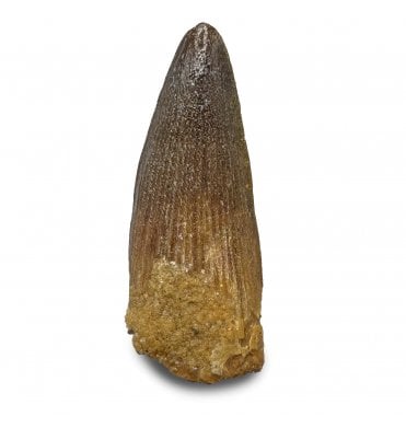 Cretaceous Crocodile Tooth from Kem Kem, Morocco (SKU V8913):- Elosuchus chieferensis
