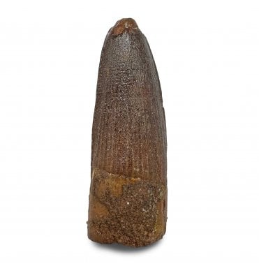 Cretaceous Crocodile Tooth from Kem Kem, Morocco (SKU V8979):- Elosuchus chieferensis