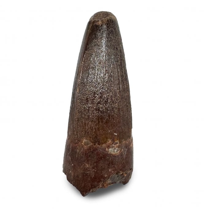Cretaceous Crocodile Tooth from Kem Kem, Morocco (SKU V8983):- Elosuchus chieferensis