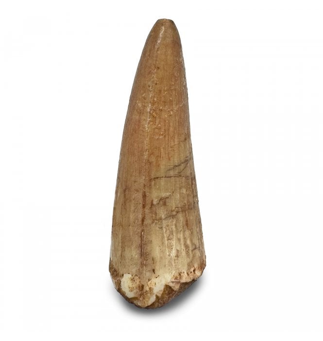 Cretaceous Crocodile Tooth from Kem Kem, Morocco (SKU V8984):- Elosuchus chieferensis