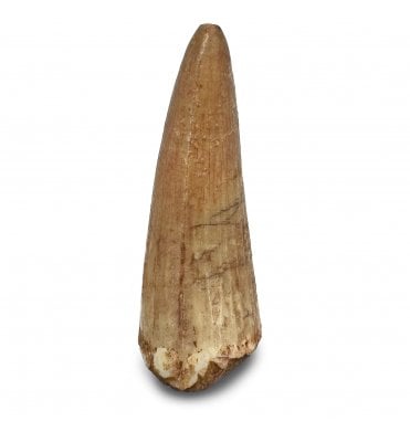 Cretaceous Crocodile Tooth from Kem Kem, Morocco (SKU V8984):- Elosuchus chieferensis