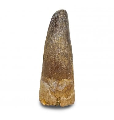 Cretaceous Crocodile Tooth from Kem Kem, Morocco (SKU V9044):- Elosuchus chieferensis