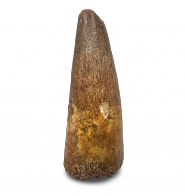 Cretaceous Crocodile Tooth from Kem Kem, Morocco (SKU V9200):- Elosuchus chieferensis