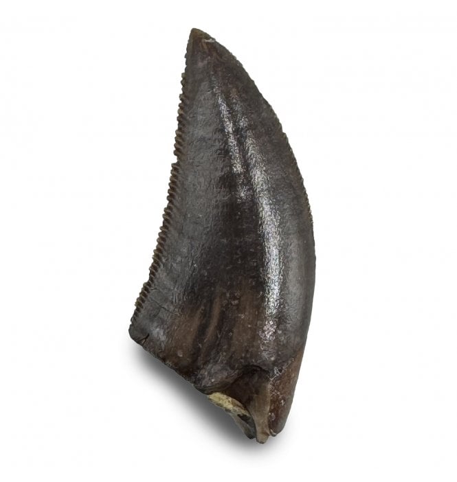 Cretaceous Dinosaur (Dromeosaurid) Tooth from the Judith River Formation, Montana, USA (SKU V8948):- Saurornitholestes langstoni