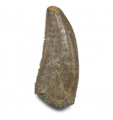 Cretaceous Dinosaur (Dromeosaurid) Tooth from the Judith River Formation, Montana, USA (SKU V8950):- Saurornitholestes langstoni