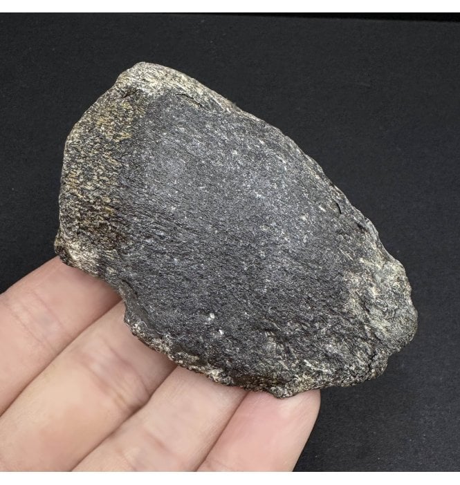 Cretaceous Dinosaur (Hadrosaur) Ungual Claw from the Two Medicine Formation, Montana, USA (SKU V6806):- Hypacrosaurus cf. stebingeri