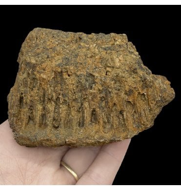 Cretaceous Dinosaur Hadrosaurus Partial Jaw from Montana, USA (SKU V5411):- Edmontosaurus annectens