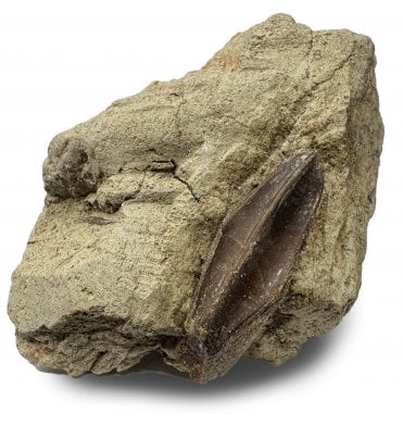 Cretaceous Dinosaur Hadrosaurus Tooth from South Dakota, USA (SKU V9085):- Edmontosaurus annectens
