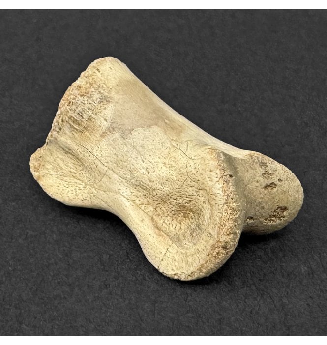 Cretaceous Dinosaur Ornithomimid Toe Bone from Horseshoe Canyon Formation, Alberta, Canada (SKU V9129):- Struthiomimus altus