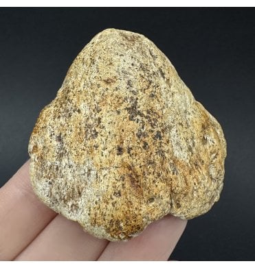 Cretaceous Dinosaur Triceratops Epijugal Cheek Bone from Montana, USA (SKU V9075):- Triceratops horridus