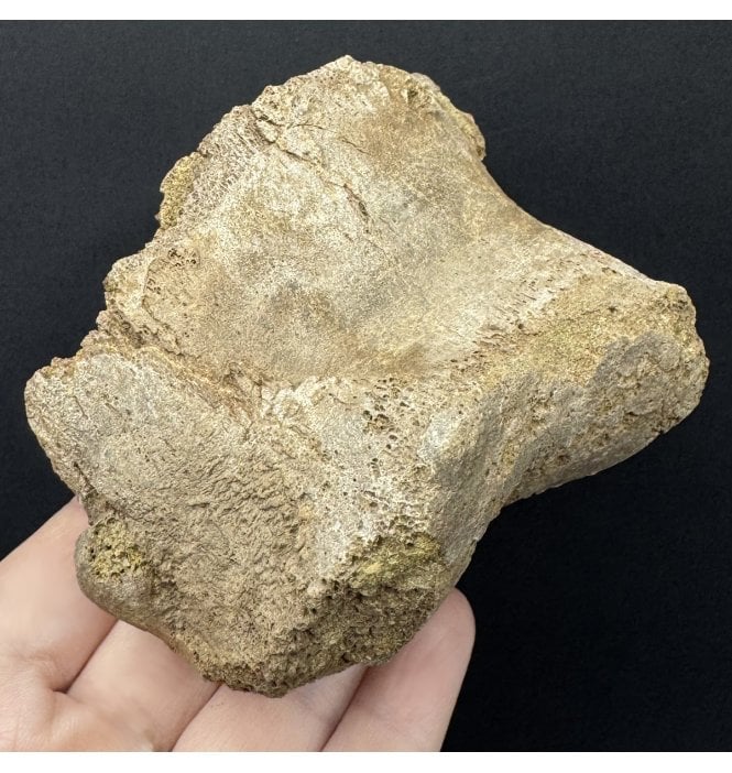 Cretaceous Dinosaur Triceratops Toe Bone from Wyoming, USA (SKU V9258):- Triceratops horridus