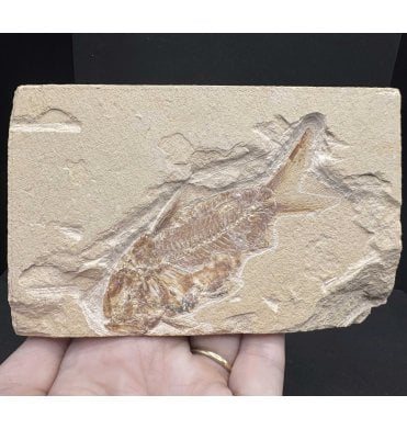 Cretaceous Fossil Fish from Lebanon, Middle East (SKU V7453):- Nematonotus longispinus