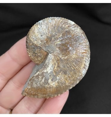 Cretaceous Heteromorphic Ammonite from The Pierre Shales, USA (SKU A1816):- Hoploscaphites nicolletii
