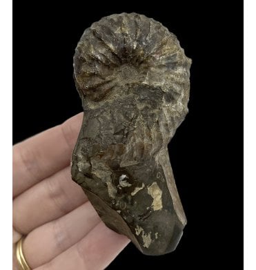 Cretaceous Heteromorphic Ammonite from The Pierre Shales, USA (SKU A2751):- Jeletzkytes spendeni
