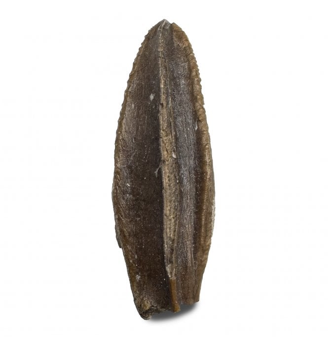 Cretaceous Lambeosaurid/Hadrosaur Tooth from Montana, USA (SKU V8509):- Corythosaurus cf. casuarius