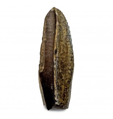 Cretaceous Lambeosaurid/Hadrosaur Tooth from Montana, USA (SKU V8537):- Corythosaurus cf. casuarius
