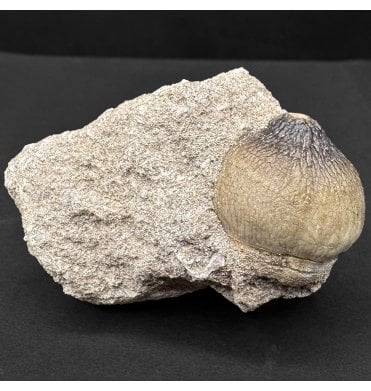 Cretaceous Mosasaur Crushing Tooth from Morocco (SKU V8134):- Globidens phosphaticus