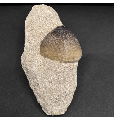 Cretaceous Mosasaurus Crushing Tooth from Morocco (SKU V8032):- Globidens phosphaticus