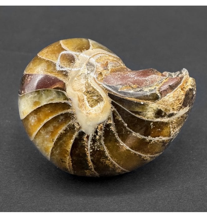 Cretaceous Nautilus from Madagascar (SKU OF3839):- Cenoceras sp