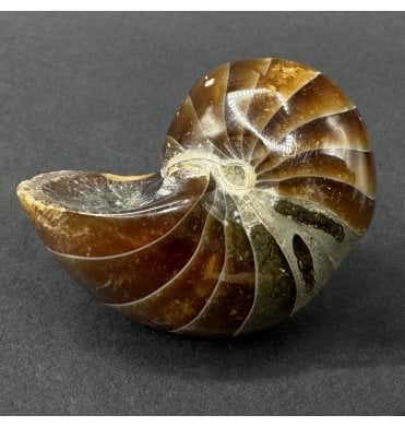 Cretaceous Nautilus from Madagascar (SKU OF4474):- Cenoceras sp