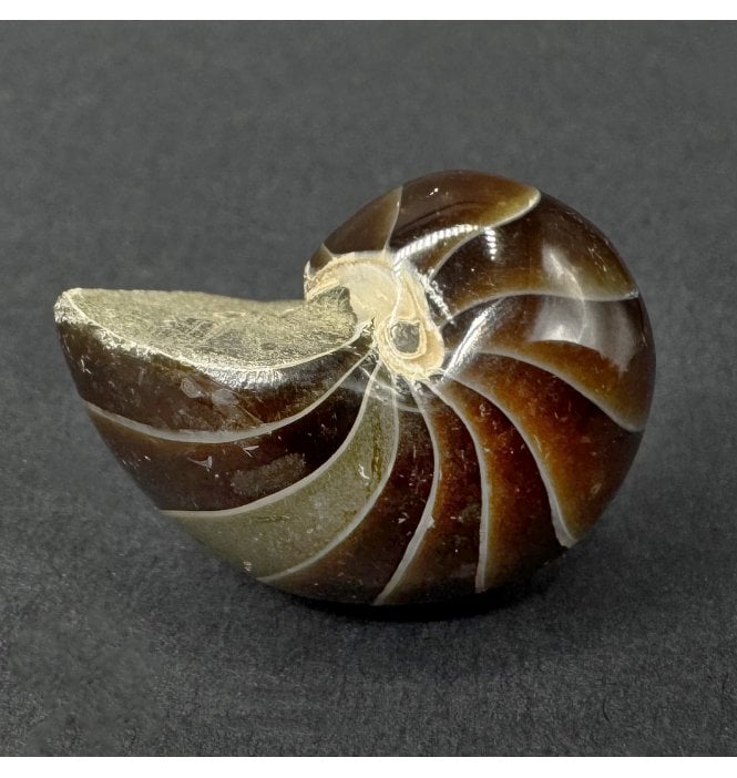 Cretaceous Nautilus from Madagascar (SKU OF4477):- Cenoceras sp