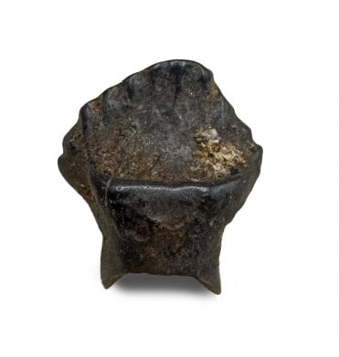 Cretaceous Nodosaurid Tooth from Montana, USA (SKU V8510):- Edmontonia longiceps