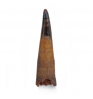 Cretaceous Ornithocheirid Pterosaur Tooth from Kem Kem, Morocco (SKU V5889):- Siroccopteryx moroccensis
