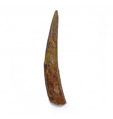 Cretaceous Ornithocheirid Pterosaur Tooth from Kem Kem, Morocco (SKU V5890):- Siroccopteryx moroccensis