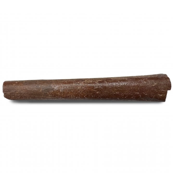 Cretaceous Ornithocheirid (Pterosaur) Wing Bone from Morocco (SKU V8258):- Siroccopteryx cf. moroccensis