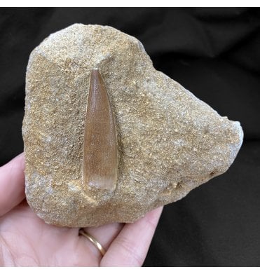 Cretaceous Plesiosaur (Loch Ness Monster) Tooth from Morocco (SKU V3072):- Zarafasaura oceanis