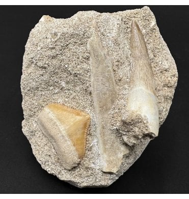 Cretaceous Plesiosaurus and Crow Sharks Tooth Cluster from Morocco (SKU V9250):- Zarafasaura oceanis and Squalicorax pristodontus