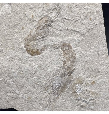 Cretaceous Shrimp/ Lobster Cluster from the Lebanon, Middle East (SKU OF3691):- Carpopenaeus callirostris