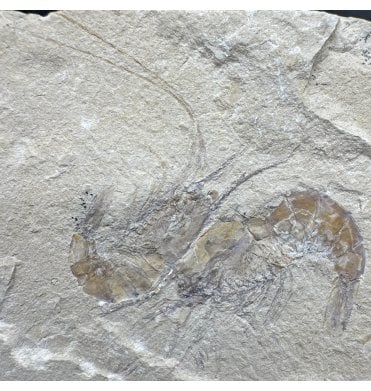Cretaceous Shrimp/ Lobster Cluster from the Lebanon, Middle East (SKU OF4077):- Carpopenaeus callirostris