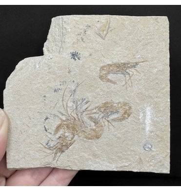 Cretaceous Shrimp/ Lobster Cluster from the Lebanon, Middle East (SKU OF4291):- Carpopenaeus callirostris