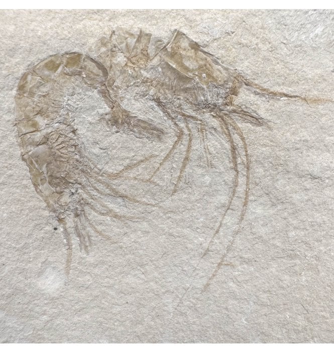 Cretaceous Shrimp/ Lobster Cluster from the Lebanon, Middle East (SKU OF4443):- Carpopenaeus callirostris