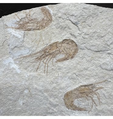 Cretaceous Shrimp/ Lobster Cluster from the Lebanon, Middle East (SKU OF4454):- Carpopenaeus callirostris