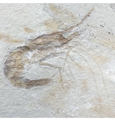 Cretaceous Shrimp/ Lobster from the Lebanon, Middle East (SKU OF4438):- Carpopenaeus callirostris