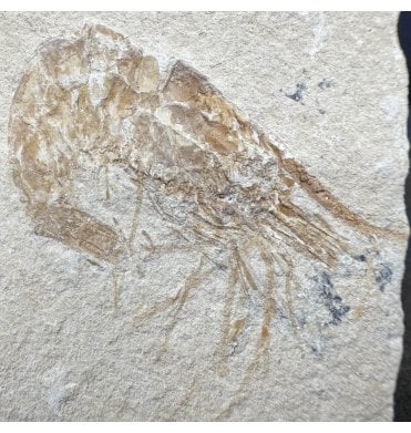 Cretaceous Shrimp/ Lobster from the Lebanon, Middle East (SKU OF4439):- Carpopenaeus callirostris