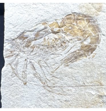 Cretaceous Shrimp/ Lobster from the Lebanon, Middle East (SKU OF4440):- Carpopenaeus callirostris