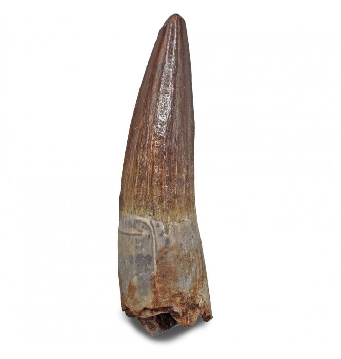 Cretaceous Spinosaurus Tooth from Kem Kem Beds, Morocco (SKU V9112):- Spinosaurus sp. indet.